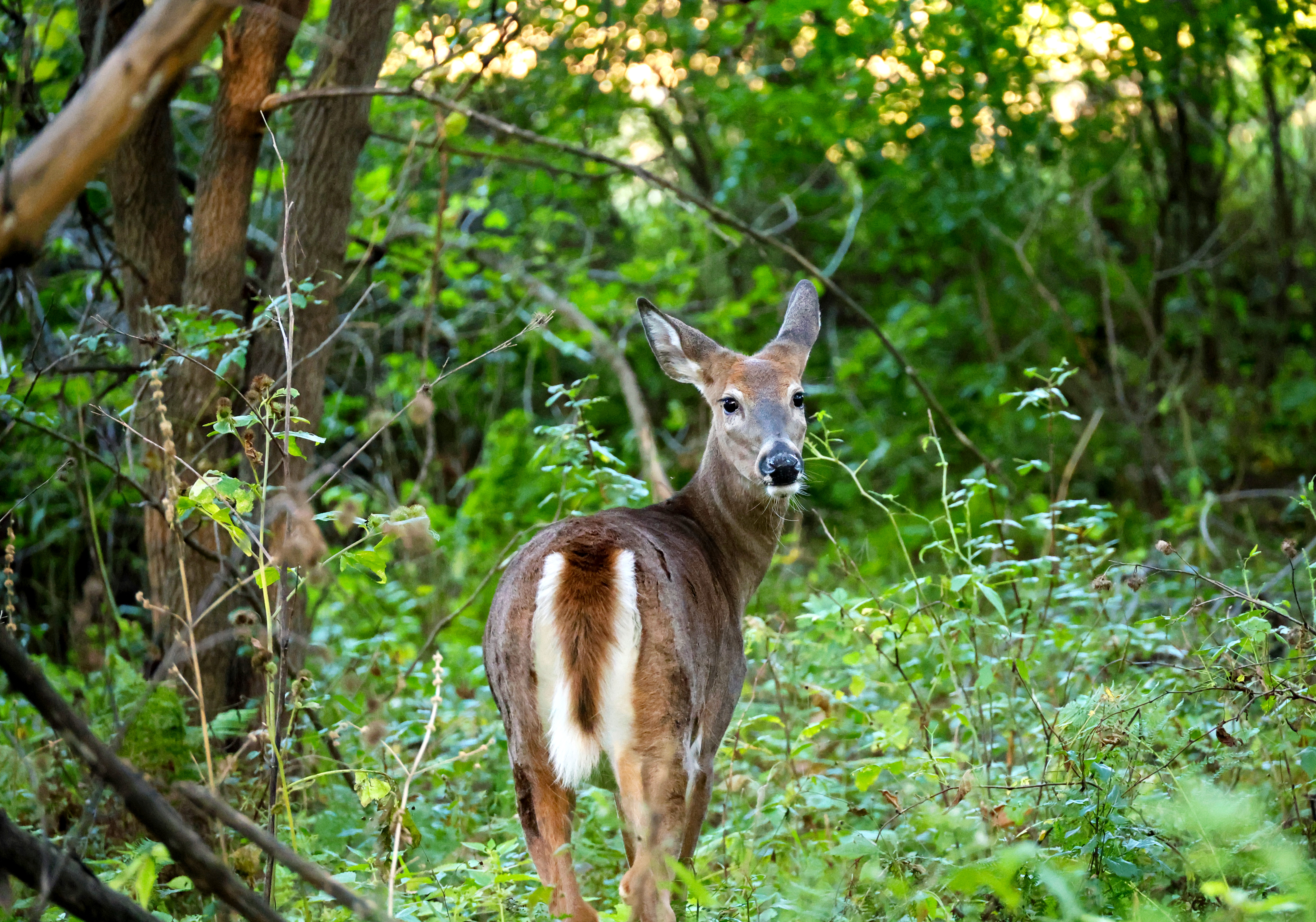 Deer Lookback