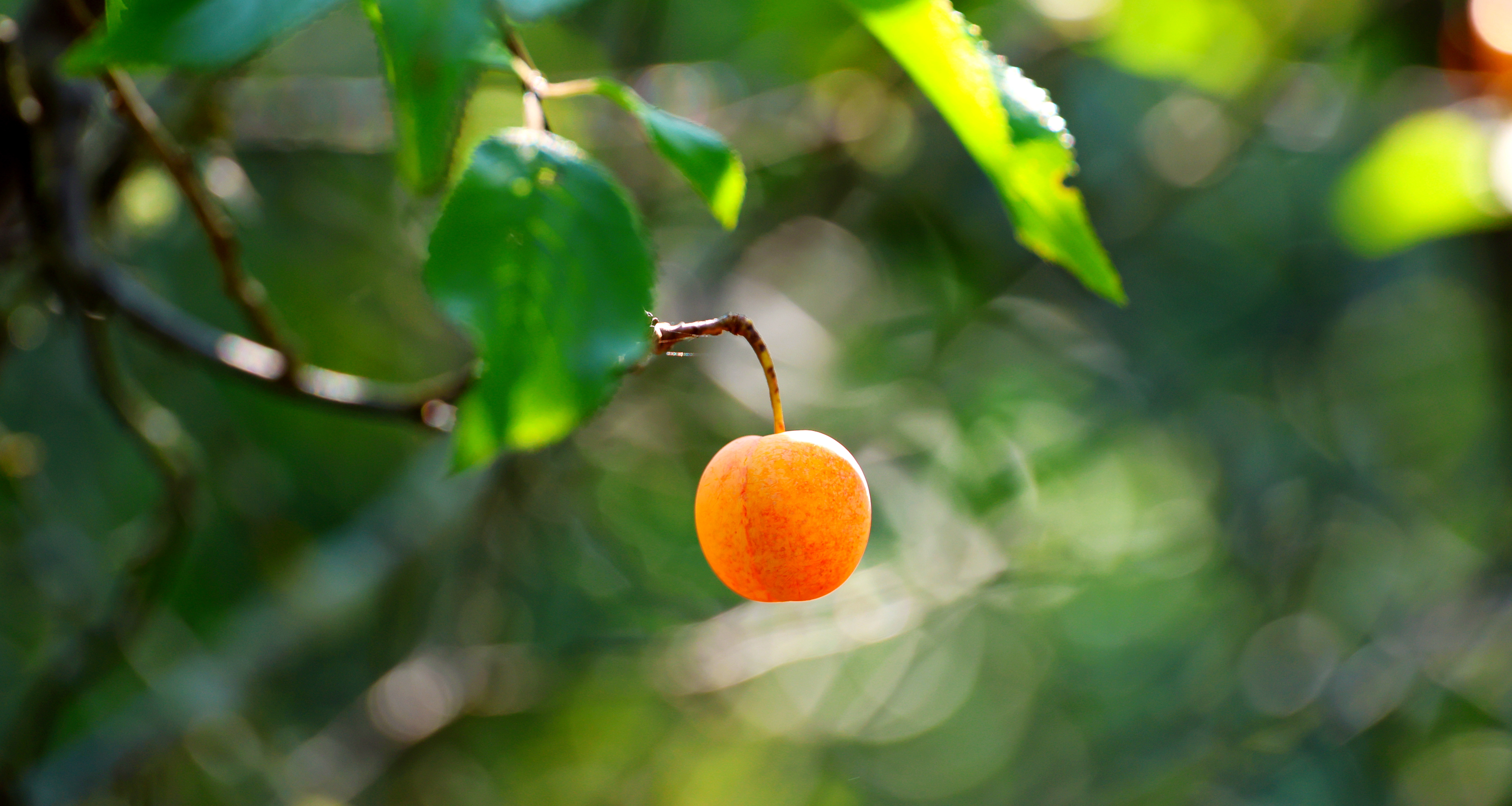 Fruit