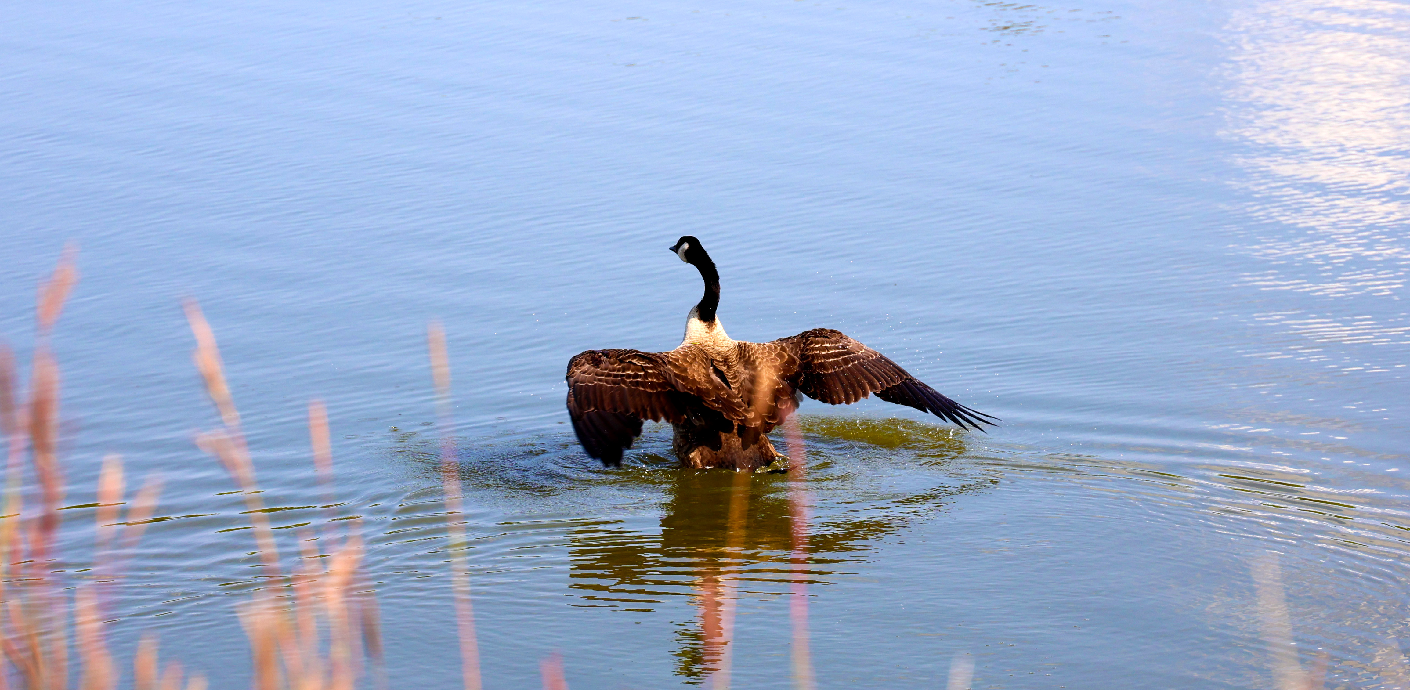 Goose